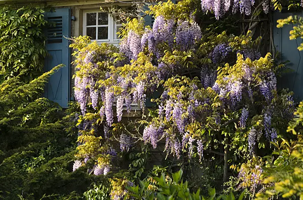 496024 - Wisteria (Wisteria)