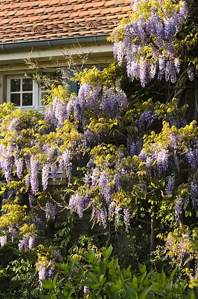 496025 - Wisteria (Wisteria)