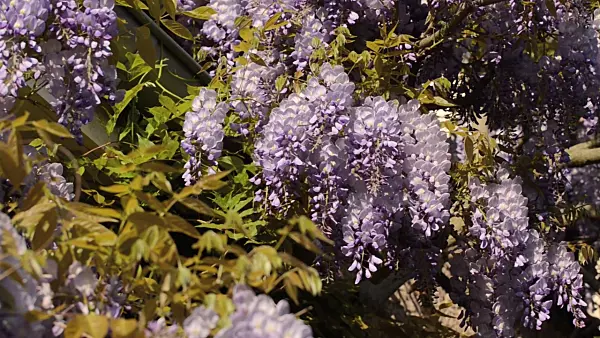 496028 - Wisteria (Wisteria)