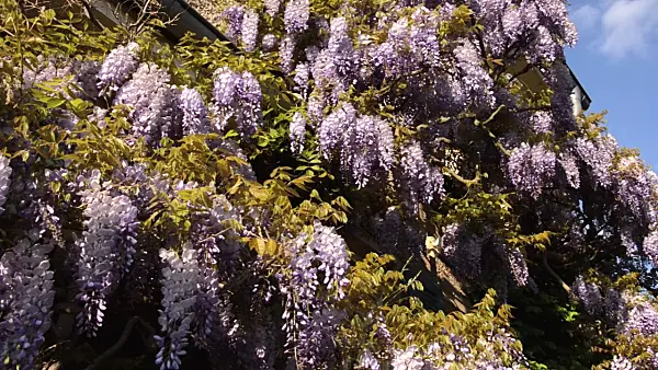 496029 - Wisteria (Wisteria)