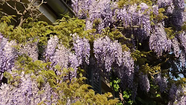 496031 - Wisteria (Wisteria)