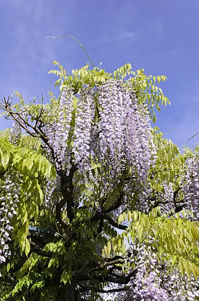508081 - Wisteria (Wisteria)