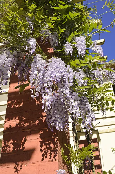 520260 - Wisteria (Wisteria)