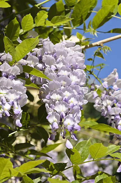 520261 - Wisteria (Wisteria)