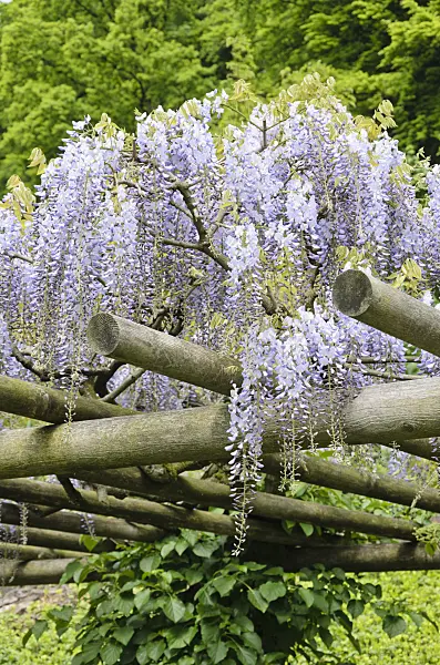 520455 - Wisteria (Wisteria)