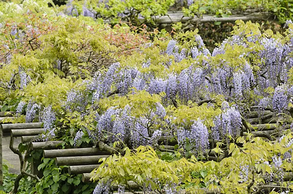 520464 - Wisteria (Wisteria)
