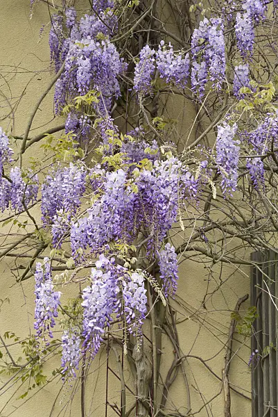 544061 - Wisteria (Wisteria)