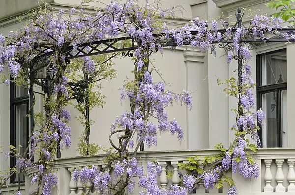 544064 - Wisteria (Wisteria)