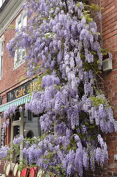544068 - Wisteria (Wisteria)
