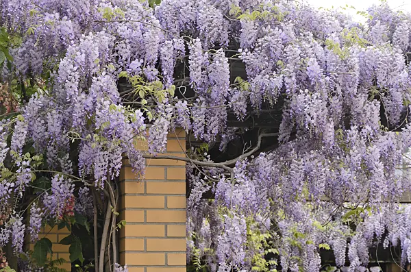 544075 - Wisteria (Wisteria)
