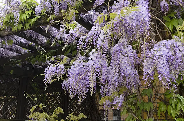 544076 - Wisteria (Wisteria)