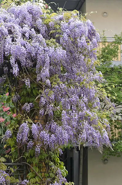 544077 - Wisteria (Wisteria)