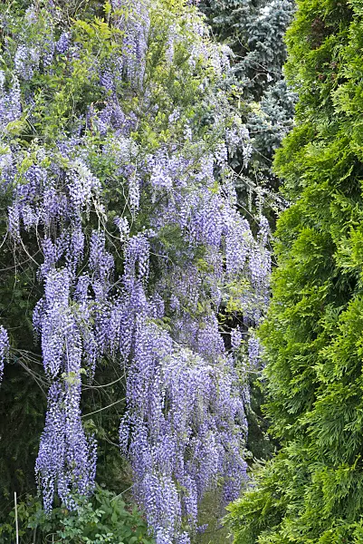 544158 - Wisteria (Wisteria)
