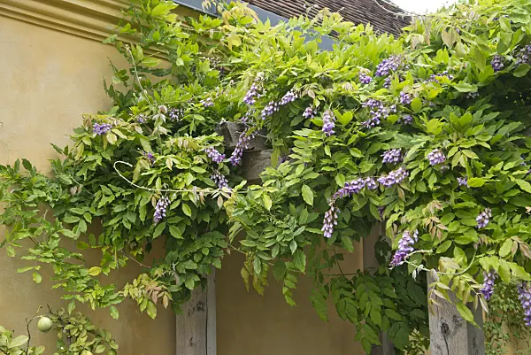559010 - Wisteria (Wisteria)