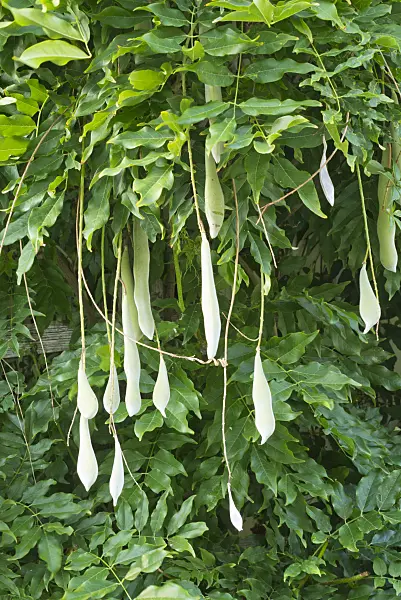 561067 - Wisteria (Wisteria)
