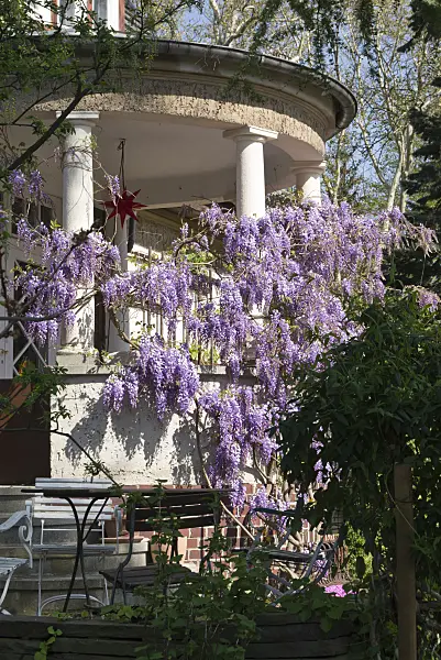 608039 - Wisteria (Wisteria)