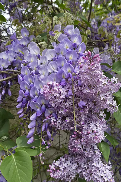 544092 - Wisteria (Wisteria) and common lilac (Syringa vulgaris)