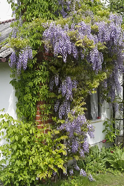 544095 - Wisteria (Wisteria) at a garden house