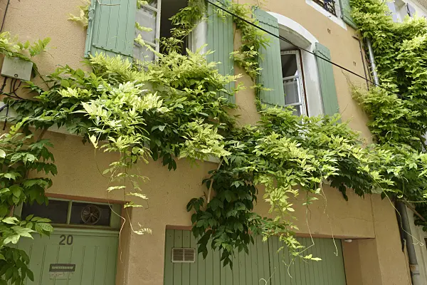 557200 - Wisteria (Wisteria), Avignon, Provence, France
