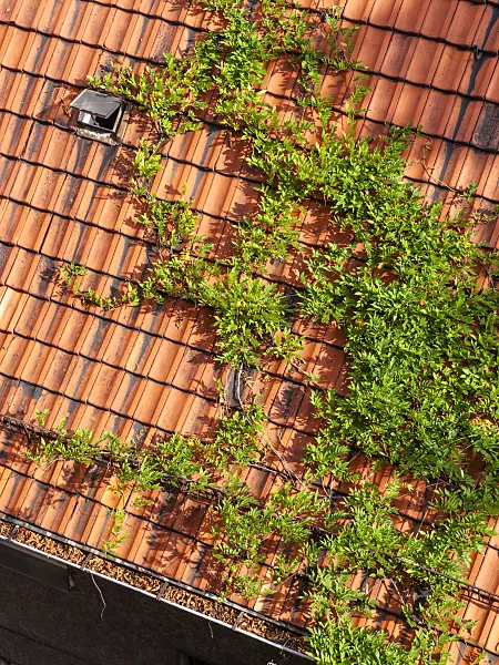 429106 - Wisteria (Wisteria) on a roof