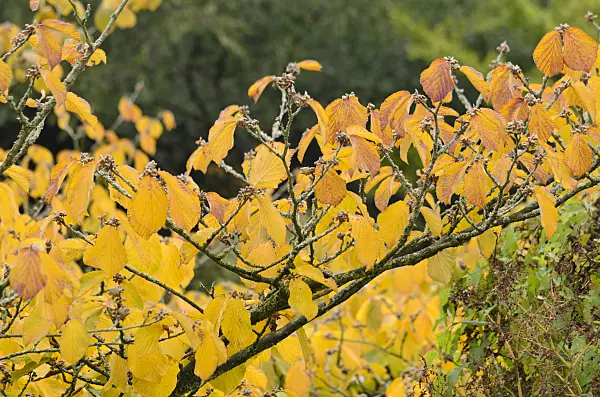 549055 - Witch hazel (Hamamelis)