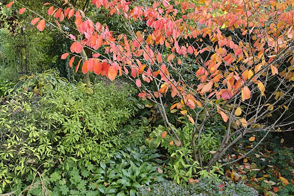 477038 - Witch hazel (Hamamelis) with red foliage