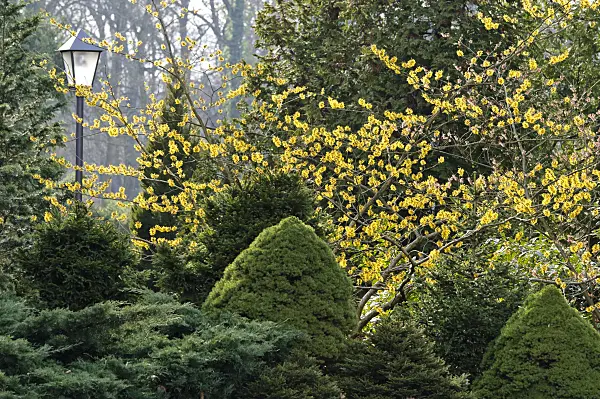 470052 - Witch hazel (Hamamelis x intermedia)
