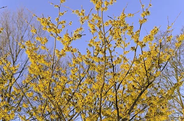 494016 - Witch hazel (Hamamelis x intermedia)
