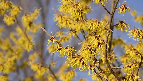 494030 - Witch hazel (Hamamelis x intermedia)