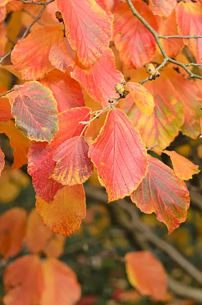 525410 - Witch hazel (Hamamelis x intermedia)