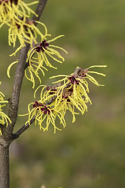 616223 - Witch hazel (Hamamelis x intermedia 'Advent')