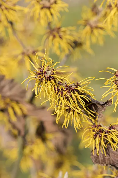 616224 - Witch hazel (Hamamelis x intermedia 'Allgold')