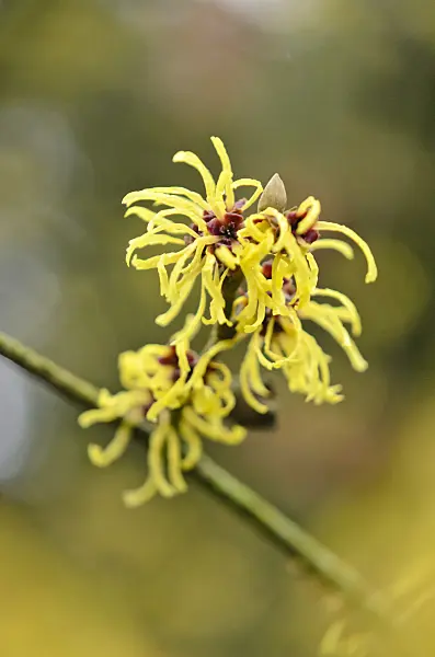 553030 - Witch hazel (Hamamelis x intermedia 'Amanon')
