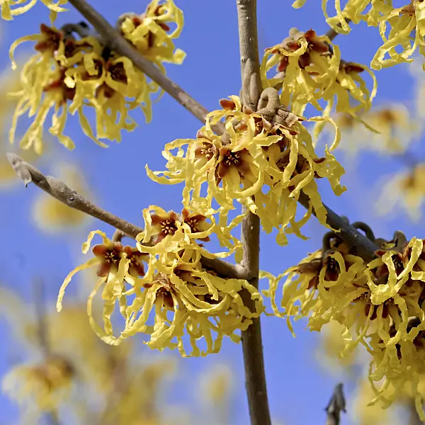 471390 - Witch hazel (Hamamelis x intermedia 'Arnold Promise')