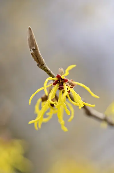 529143 - Witch hazel (Hamamelis x intermedia 'Arnold Promise')