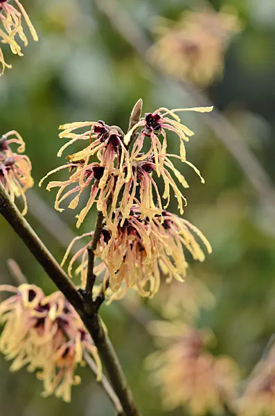 553031 - Witch hazel (Hamamelis x intermedia 'Aurora')