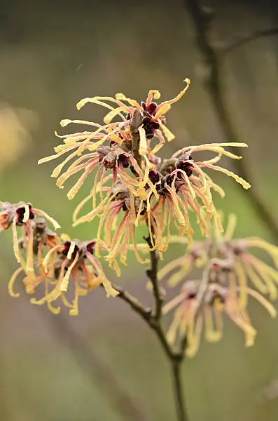 553032 - Witch hazel (Hamamelis x intermedia 'Aurora')