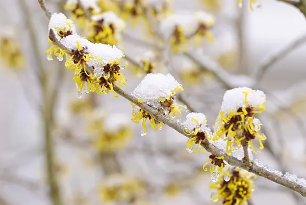 488148 - Witch hazel (Hamamelis x intermedia 'Barmstedt Gold')