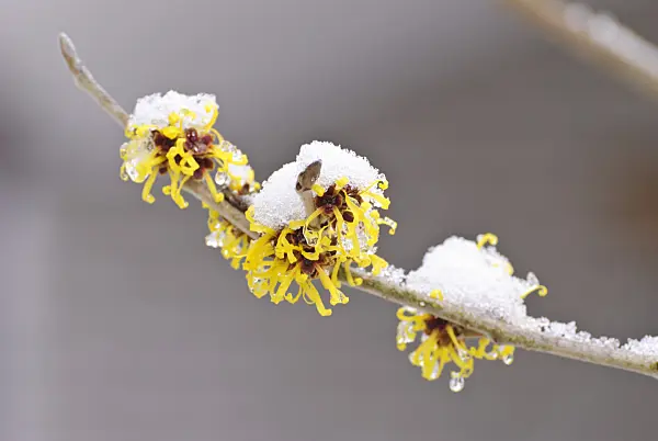 488149 - Witch hazel (Hamamelis x intermedia 'Barmstedt Gold')