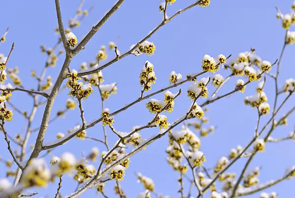 488150 - Witch hazel (Hamamelis x intermedia 'Barmstedt Gold')