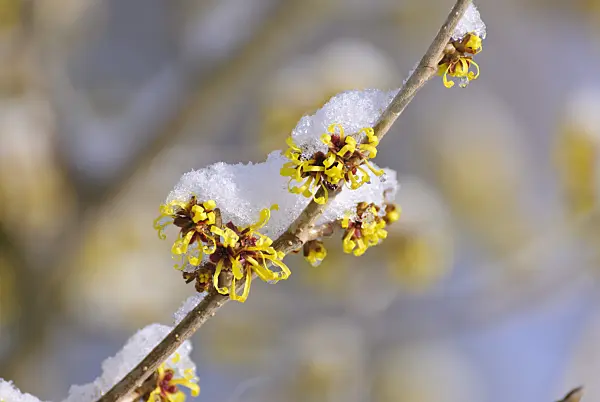 488151 - Witch hazel (Hamamelis x intermedia 'Barmstedt Gold')