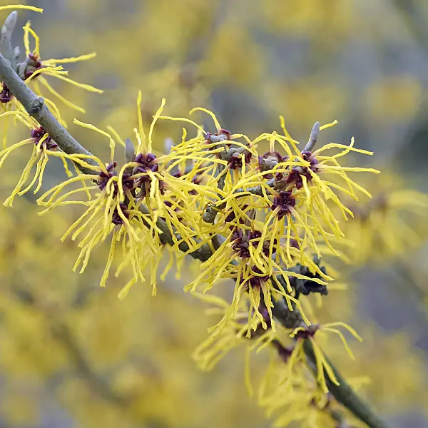 490063 - Witch hazel (Hamamelis x intermedia 'Barmstedt Gold')