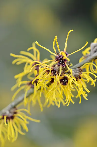 529102 - Witch hazel (Hamamelis x intermedia 'Barmstedt Gold')