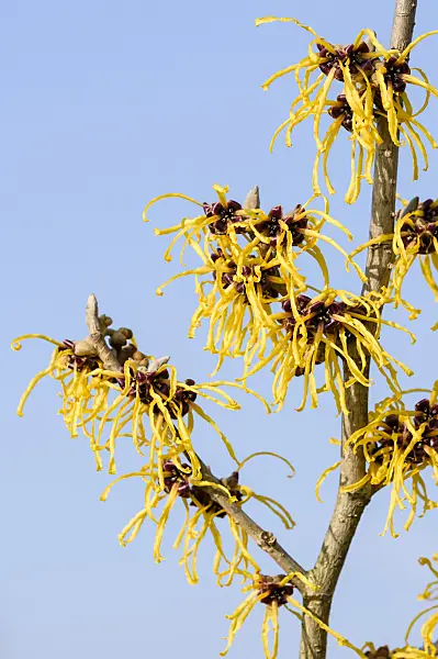 593091 - Witch hazel (Hamamelis x intermedia 'Barmstedt Gold')