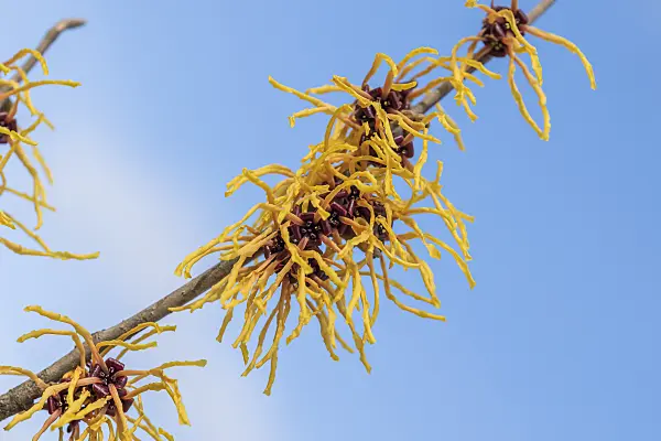 616225 - Witch hazel (Hamamelis x intermedia 'Bernstein')