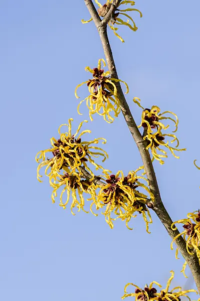 593092 - Witch hazel (Hamamelis x intermedia 'Brandes')