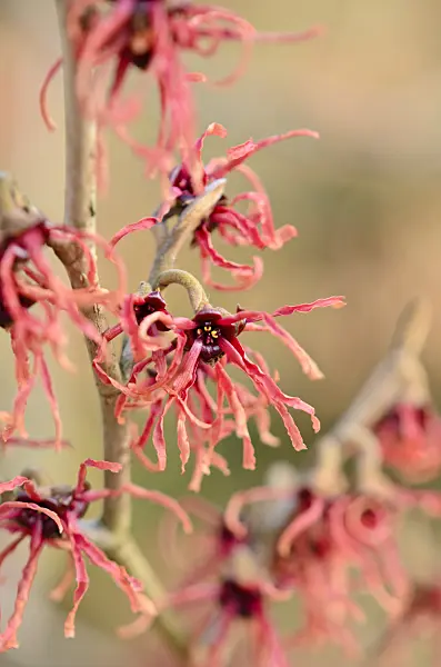 553073 - Witch hazel (Hamamelis x intermedia 'Carmine Red')