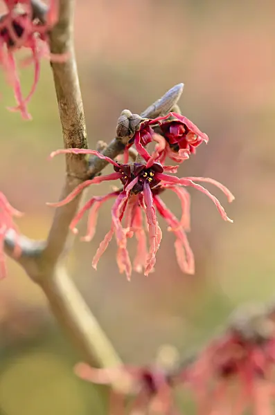 553074 - Witch hazel (Hamamelis x intermedia 'Carmine Red')