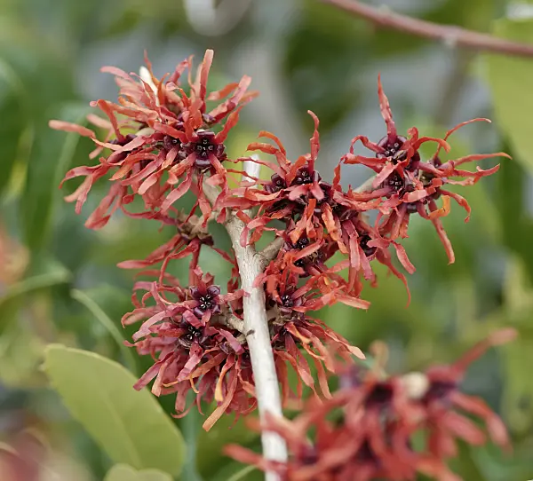471391 - Witch hazel (Hamamelis x intermedia 'Diane')