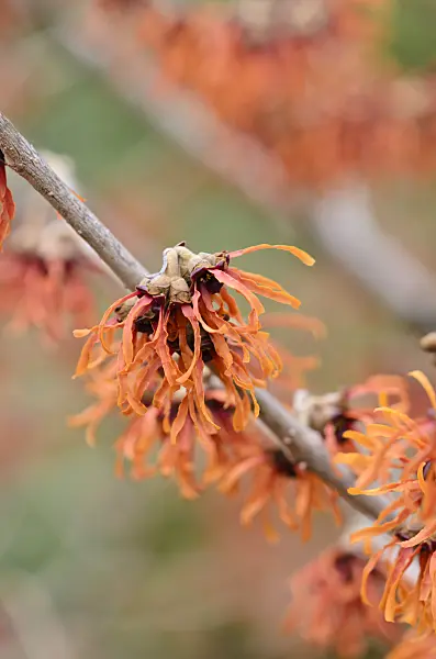 529063 - Witch hazel (Hamamelis x intermedia 'Diane')